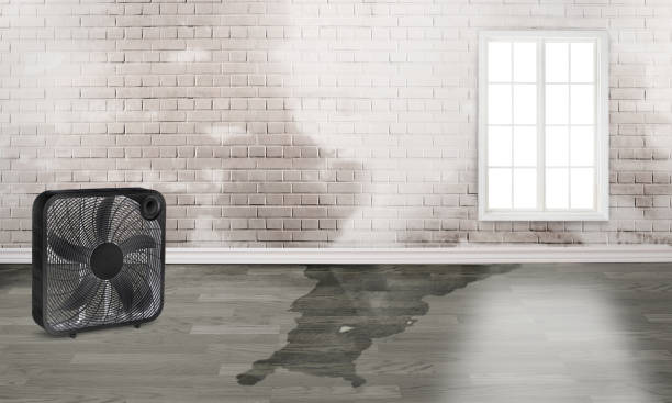 Best Carpet water damage restoration  in North Muskegon, MI